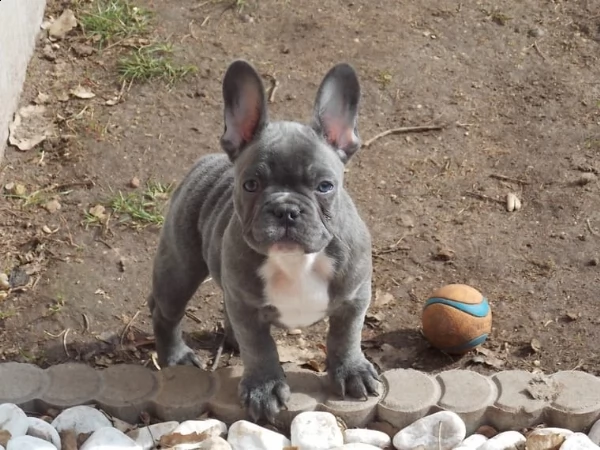 favolosi cuccioli di bulldog francese blu