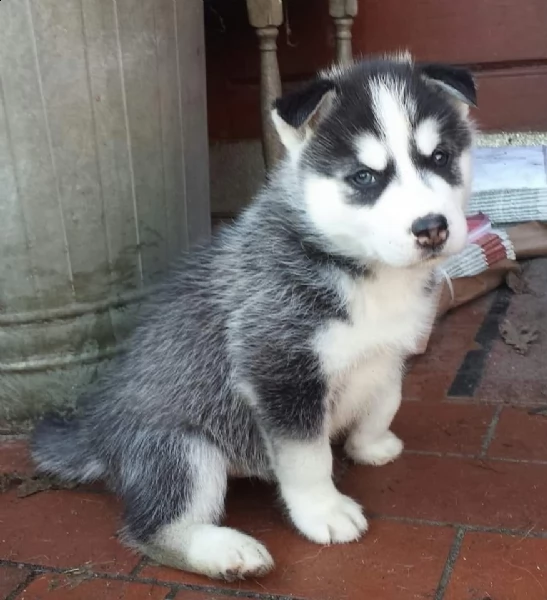  siberian husky maschi e femmine con pedigree