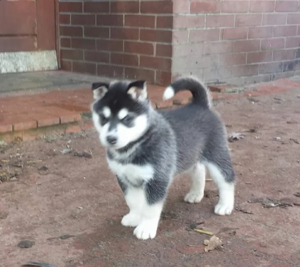  siberian husky maschi e femmine con pedigree | Foto 0