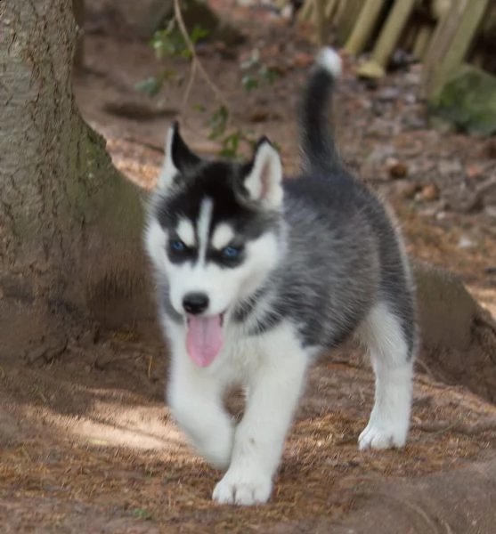 cuccioletto di siberian husky  | Foto 0