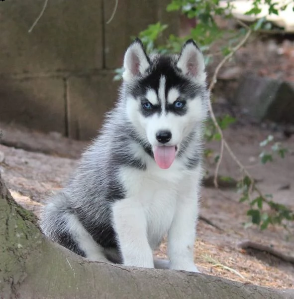 cuccioletto di siberian husky 