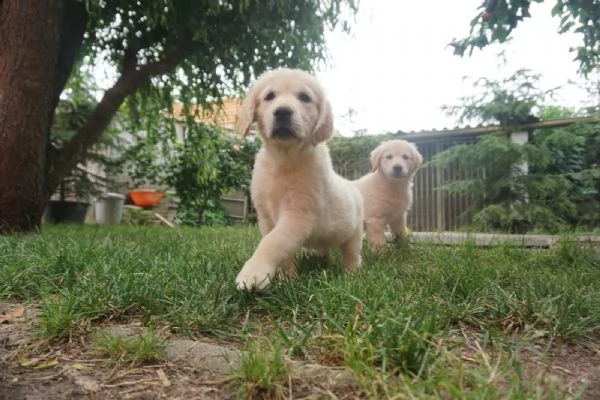 golden retriver cuccioli color miele