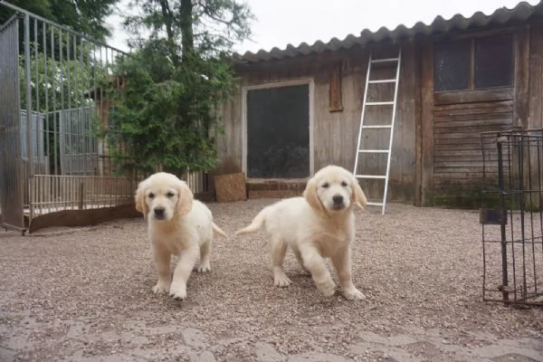 golden retriver cuccioli color miele | Foto 1