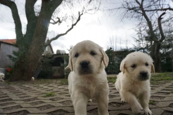 golden retriver cuccioli color miele | Foto 0