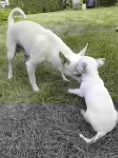 bellissimi cuccioli di chihuahua | Foto 1