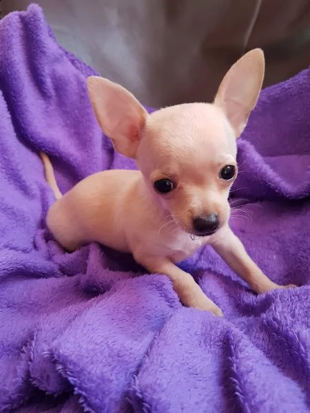 bellissimi cuccioli di chihuahua | Foto 0