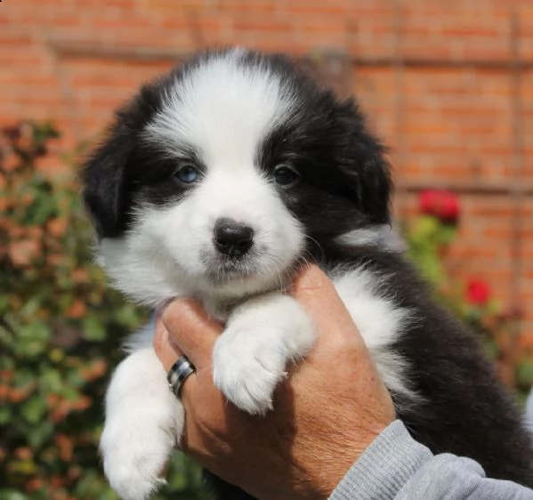 border collie con pedigre splendidi cuccioli