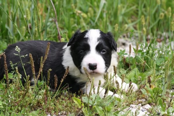 border collie con pedigre splendidi cuccioli | Foto 3