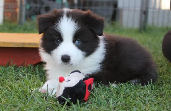 border collie con pedigre splendidi cuccioli | Foto 1