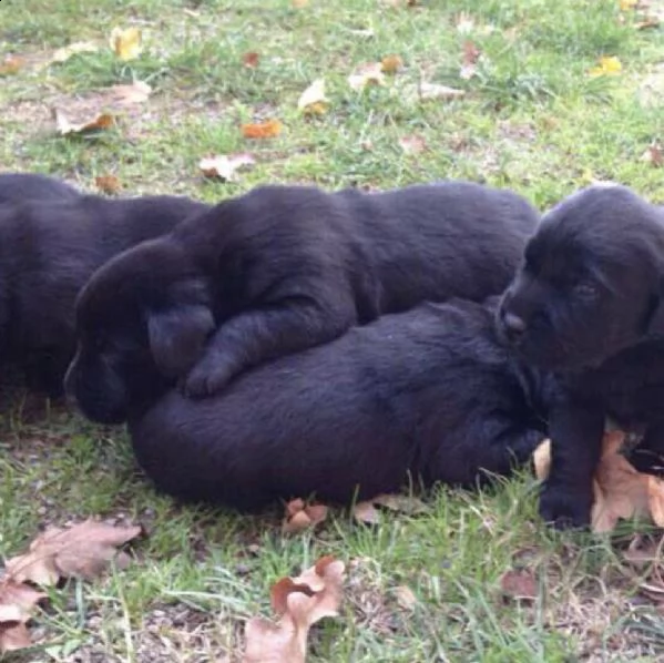 cuccioli di labrador 
