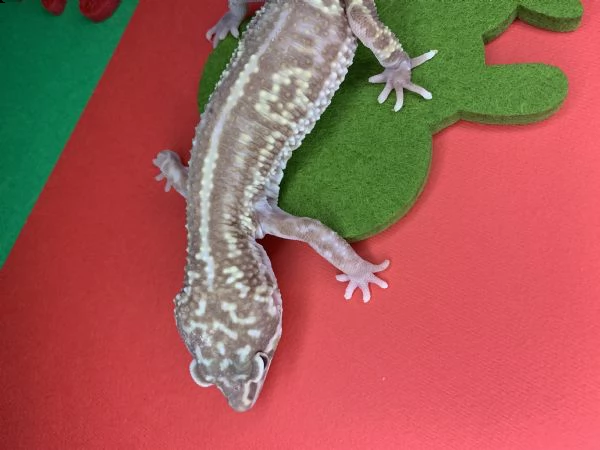 gechi c.ciliatus e e. macularius | Foto 2