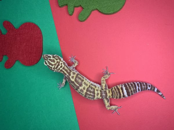 gechi c.ciliatus e e. macularius | Foto 1