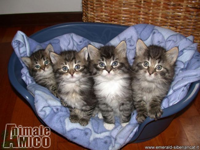 Vendita Cucciolo Siberiano Da Privato A Firenze Gatto Siberiano