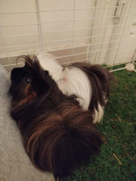 2 Porcellini con Attrezzature Varie