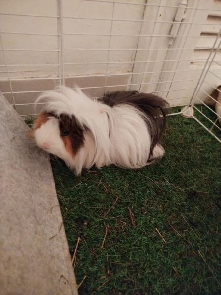 2 Porcellini con Attrezzature Varie | Foto 0