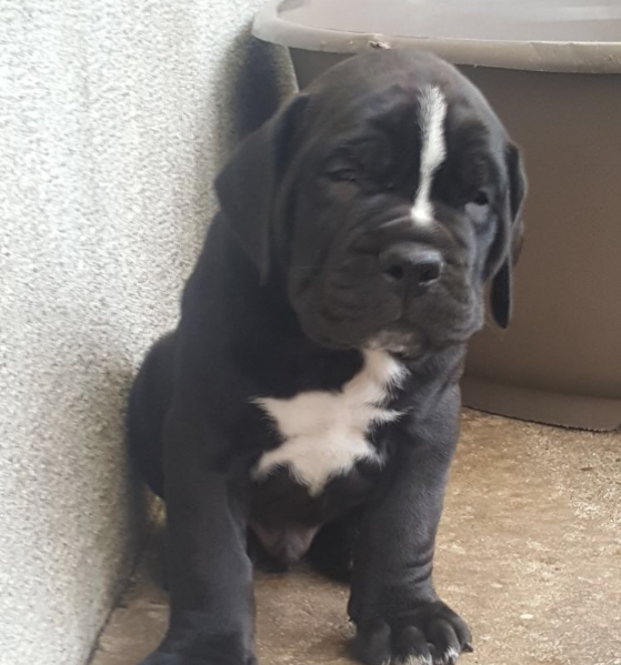 Vendita Cucciolo Cane Corso Da Privato A Milano Cuccioli Di Cane Corso