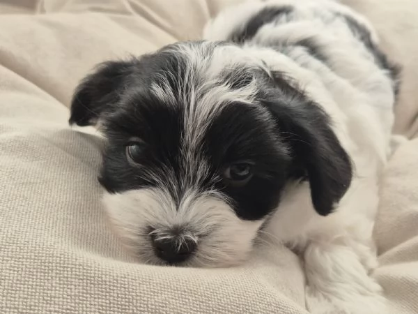 CUCCIOLI BICHON HAVANAIS PEDIGREE ENCI | Foto 2