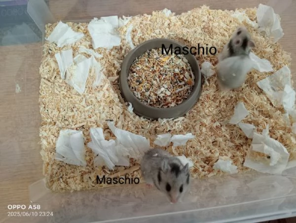 Criceto Dorato