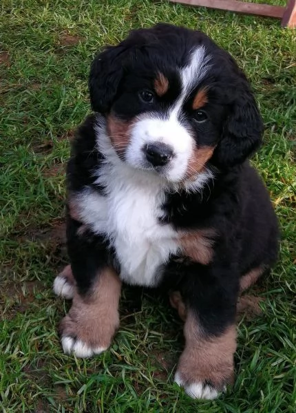  splendidi cuccioli di bovaro del bernese  | Foto 1