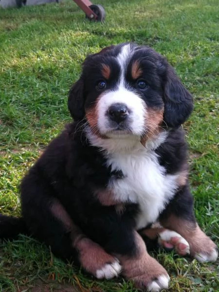  splendidi cuccioli di bovaro del bernese  | Foto 0