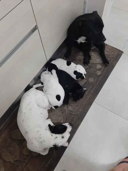cuccioli di stafforschire  bull  terrier  
