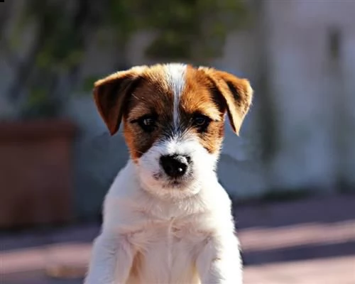 cuccioli jack russell altissima genealogia