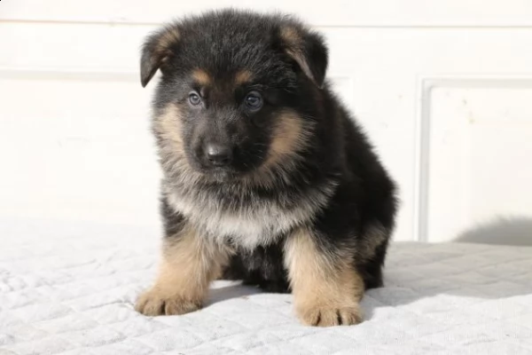 cuccioli pastore tedesco nero grigio nero focato | Foto 2