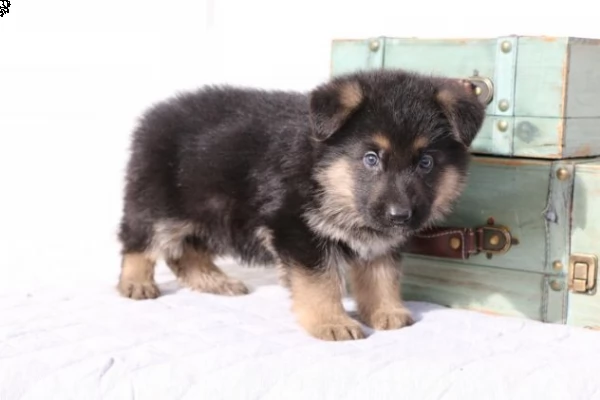 cuccioli pastore tedesco nero grigio nero focato | Foto 0