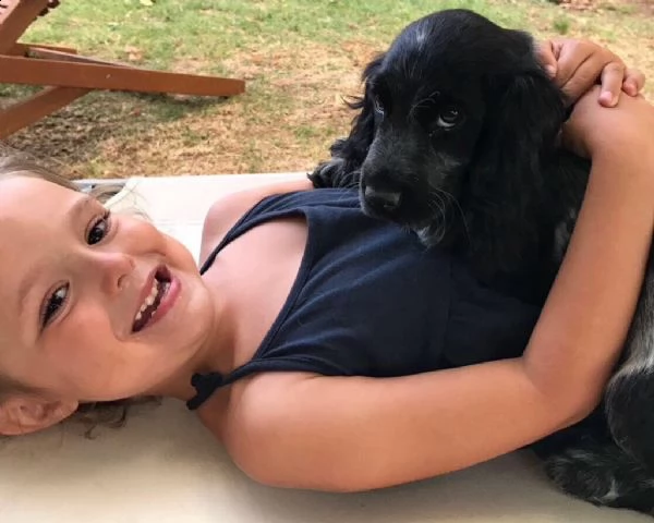 cocker spaniel inglesi con pedigree  | Foto 0