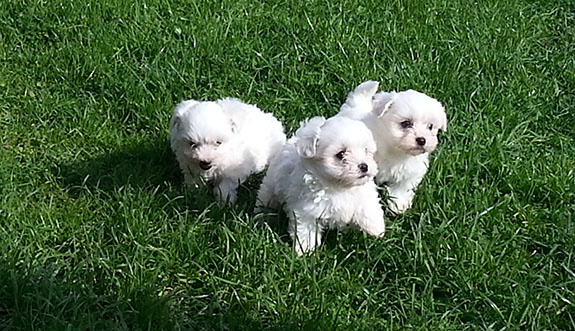 Cerco Cucciolo Maltese Da Privato A Cagliari Cerco Cucciolo Cane