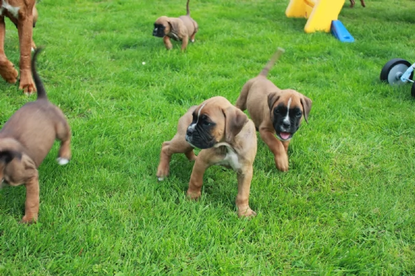 dolcissimo cucciolo di boxer maschio tigrato dispo