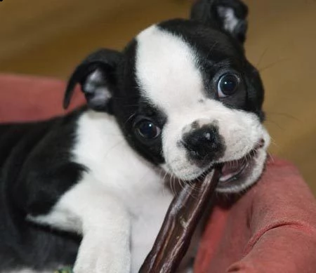 3 mesi maschietti e femminile boston terrier | Foto 0
