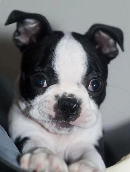 3 mesi maschietti e femminile boston terrier