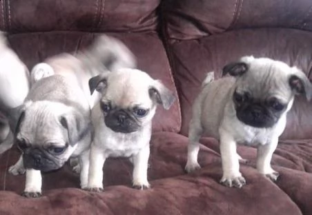 bellisimi cuccioli di carlino | Foto 1