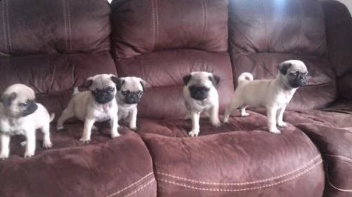 bellisimi cuccioli di carlino