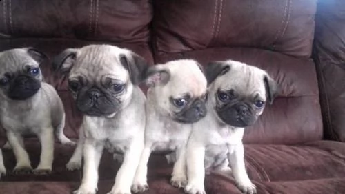 bellisimi cuccioli di carlino | Foto 0