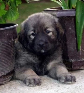 cuccioli di pastore del caucaso | Foto 2