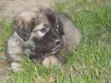 cuccioli di pastore del caucaso | Foto 1