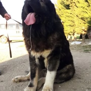 cuccioli di pastore del caucaso | Foto 0