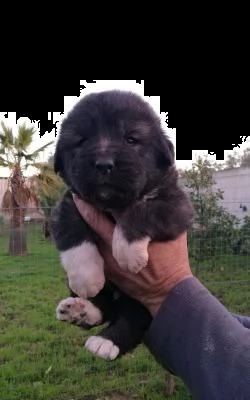 cuccioli di pastore del caucaso