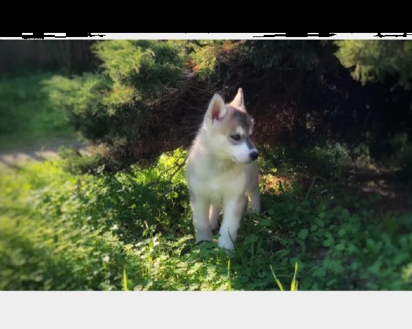 husky con pedigree e occhi eterocromi | Foto 1