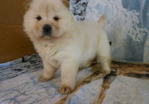 cucciolo di chow chow