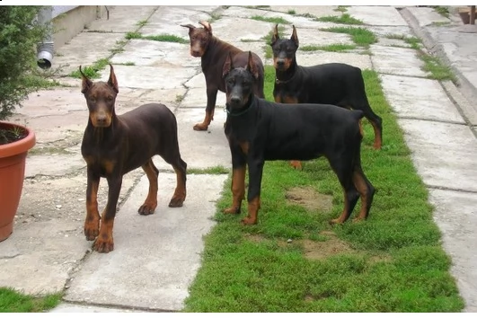 cucciolo di dobermann di alta genealogia