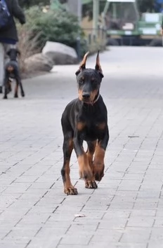 cucciolo di dobermann di alta genealogia | Foto 2