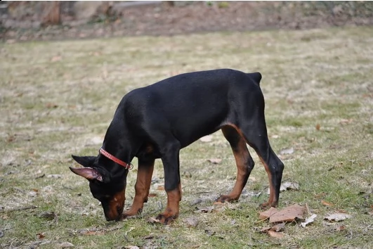 cucciolo di dobermann di alta genealogia | Foto 1