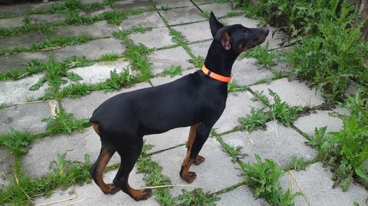 Regalo Cucciolo Dobermann Da Privato A Lecco Cucciolo Di Dobermann