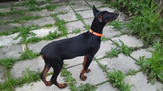 cucciolo di dobermann di alta genealogia | Foto 0