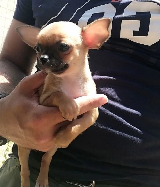 Cucciole di chihuahua  | Foto 2