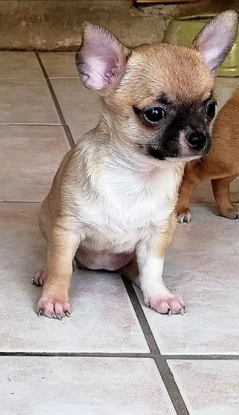 Cucciole di chihuahua  | Foto 1