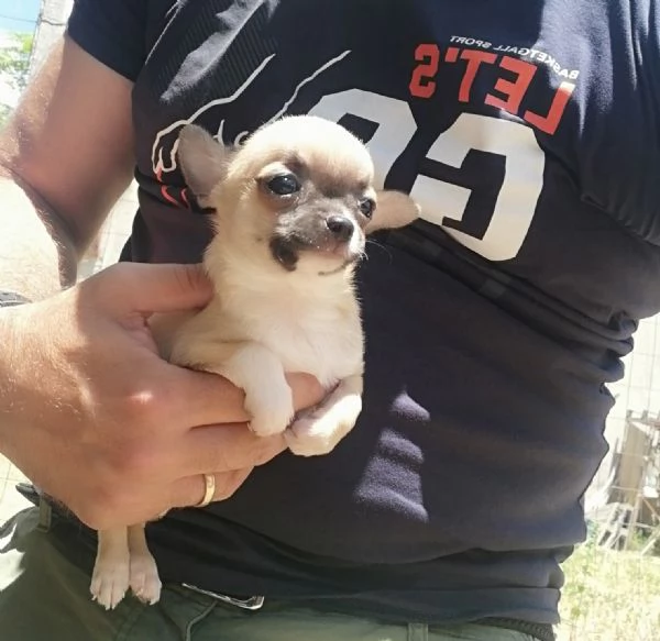 Cucciole di chihuahua  | Foto 0